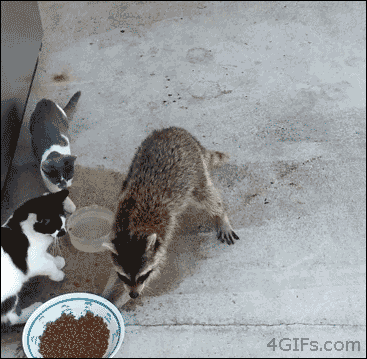 http://24.media.tumblr.com/15ce2c249487819967db58d250e6ca6d/tumblr_mv4xiqpC5Q1rbx11ko1_400.gif