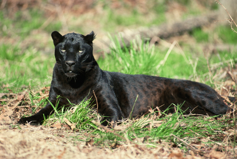 http://funkman.org/animal/mammal/blackleopard.jpg