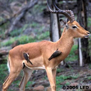 http://www.perlgurl.org/archives/blogpics/AfricaFieldNotes/WebImpala01.jpg