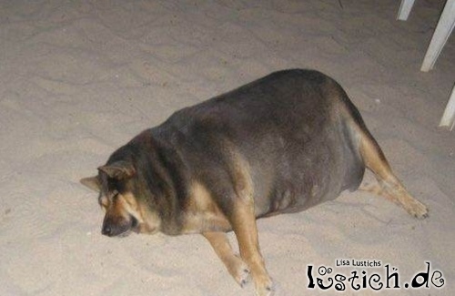 http://data.lustich.de/bilder/l/14135-fetter-hund.jpg