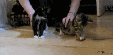 http://forgifs.com/gallery/d/171788-3/Chuck-Norris-snipes-kittens.gif?