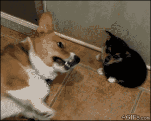 http://forgifs.com/gallery/d/199483-1/Puppy-uses-fart.gif?