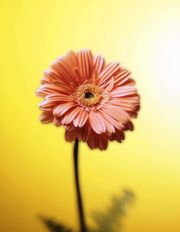 http://www.whistleblog.net/wp-content/uploads/2006/05/Blume-2.jpg