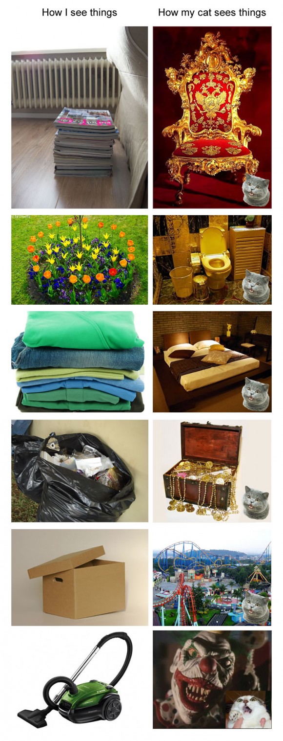 http://blog.gilly.ws/wp-content/uploads/2012/01/How-I-see-things-how-my-cat-sees-things-580x1515.jpg